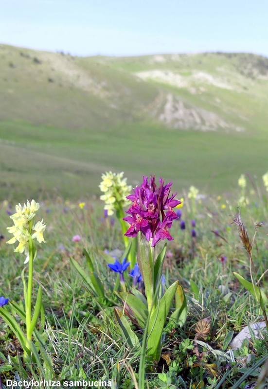 Orchidee a Campo Imperatore tra Medioevo e wilderness  primavera 2023